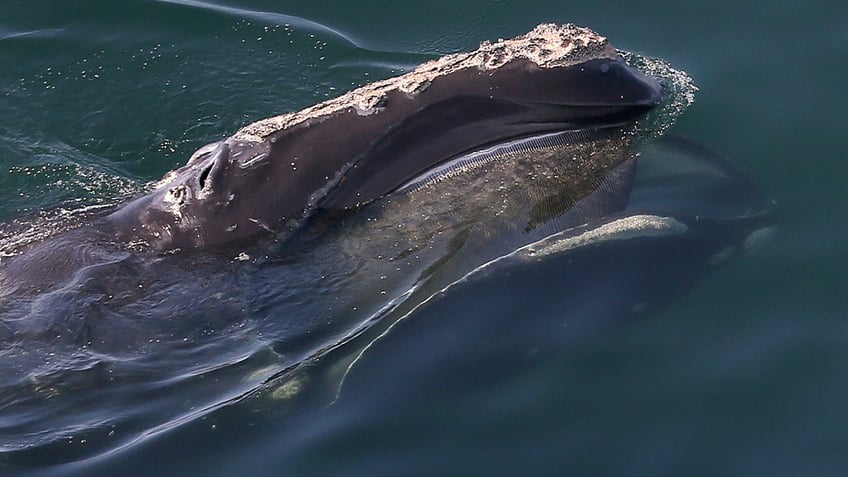 North Atlantic right whale swimming