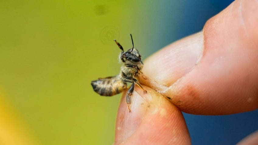 Honeycomb bee