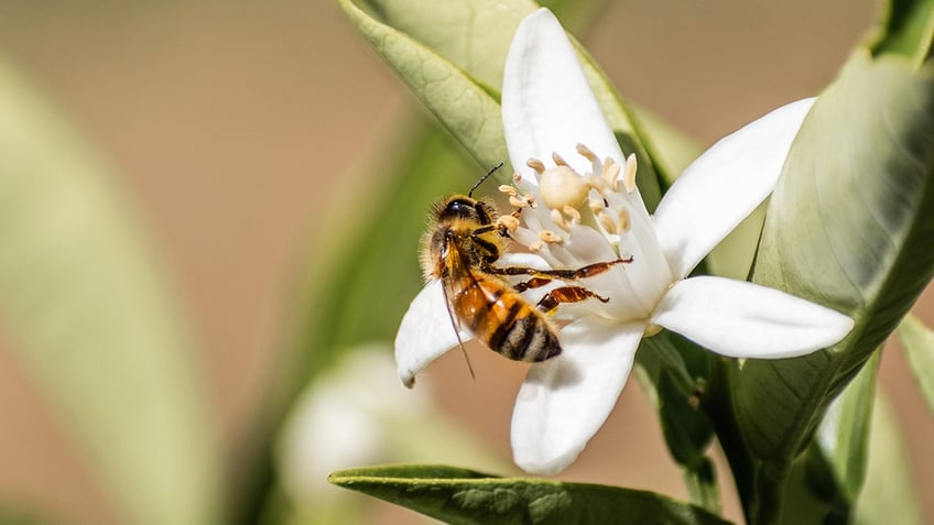 bee on flower