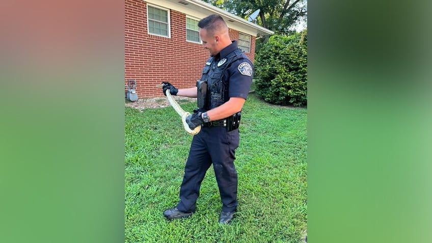 north carolina drivers finds unusual stowaway a ball python who hitched a ride with the driver