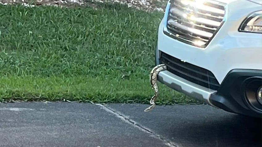 north carolina drivers finds unusual stowaway a ball python who hitched a ride with the driver