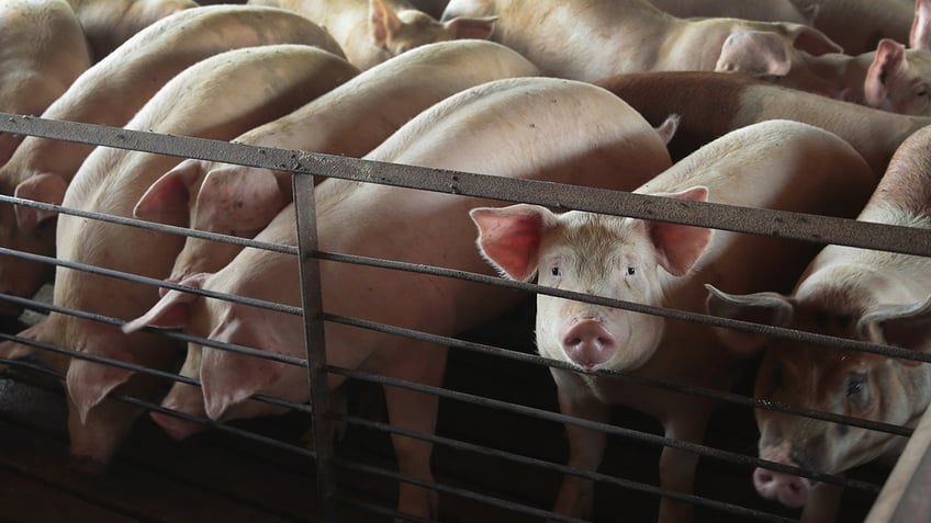 north carolina hog farmers score legal win over animal waste energy