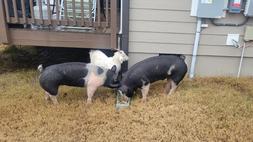 Goat and two pigs eating near house