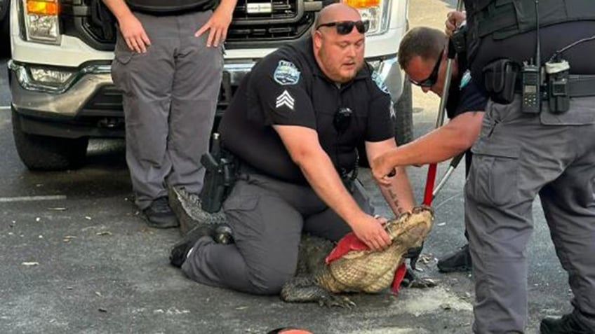 Officer wrangling the gator