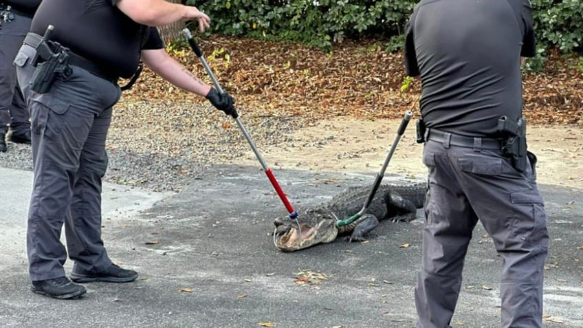 Officers wrangling alligator