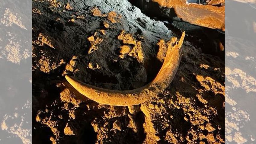 North Dakota Geological Survey mammoth tusk