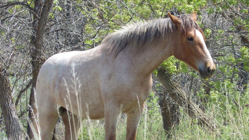 north dakota residents to weigh in on whether wild horses in theodore roosevelt national park should stay