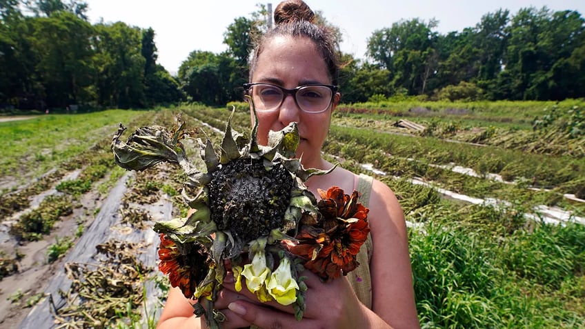 northeast flooding devastates farmers as millions of crops are washed away