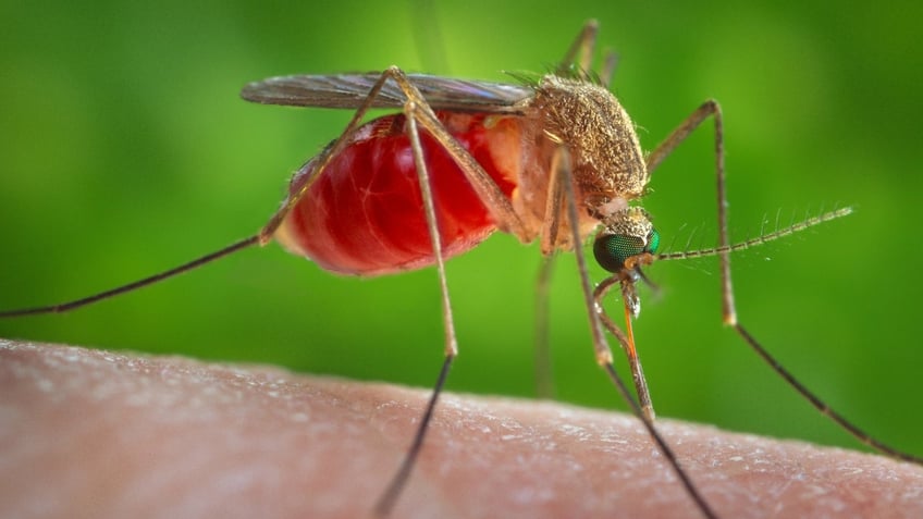 A mosquito on human skin