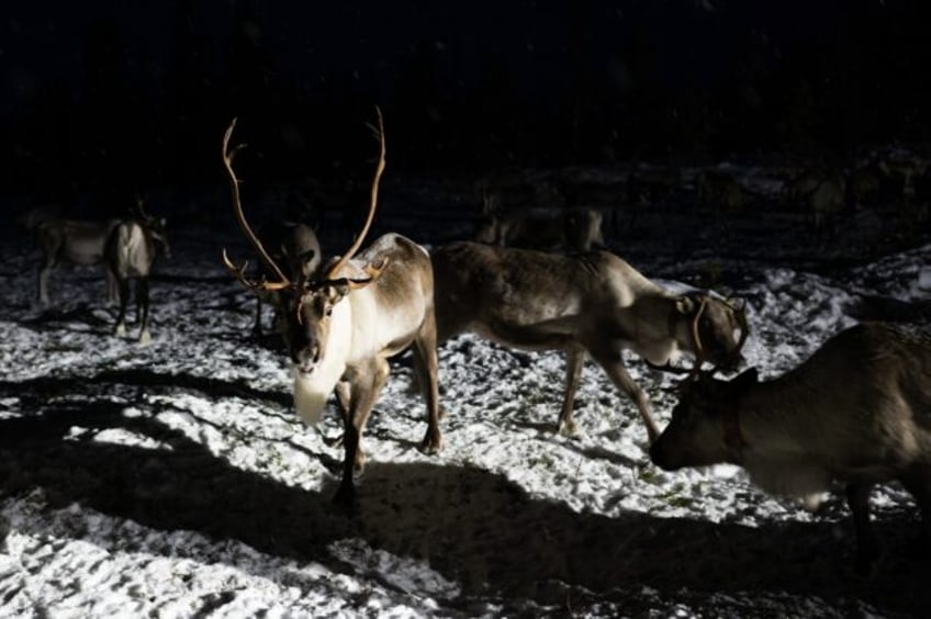 norway tries to stop costly reindeer escapades into russia