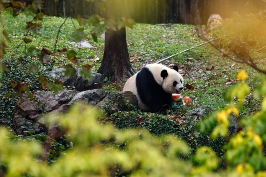 not so black and white panda fibs fuel anti us vibe in china