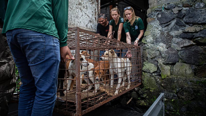 notorious meat market in indonesia ends brutal dog cat meat trade