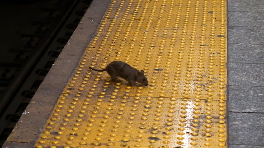 New York City subway rat