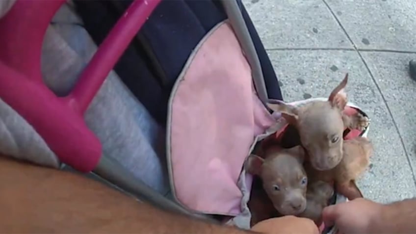 Dogs found trapped inside hot sack on street corner