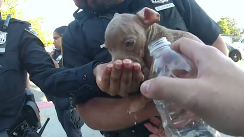 Dog drinking water