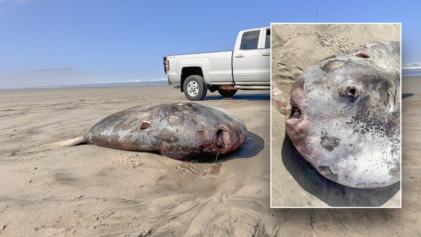 Split images of hoodwinker sunfish