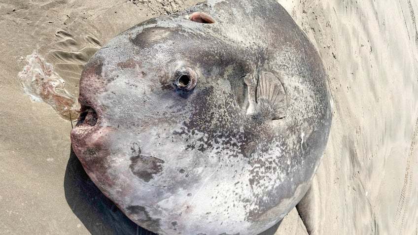 Wide image of hoodwinker sunfish