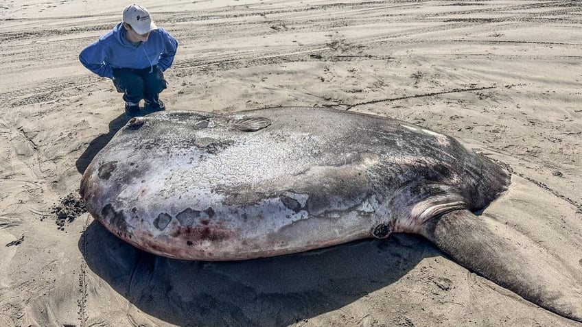 Woman standing near huge hoodwinker sunfish