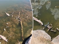 Officials stumped by hundreds of dead fish found in pond: 'Still being investigated'