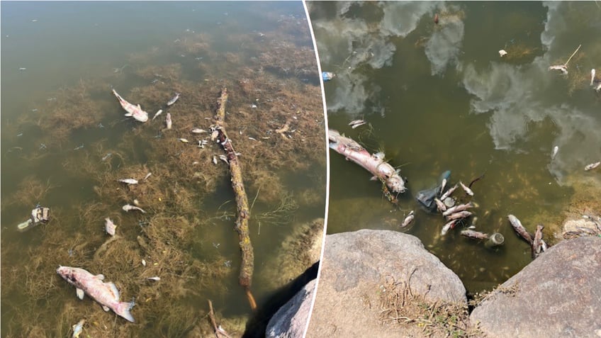 Split image of dead fish in pond