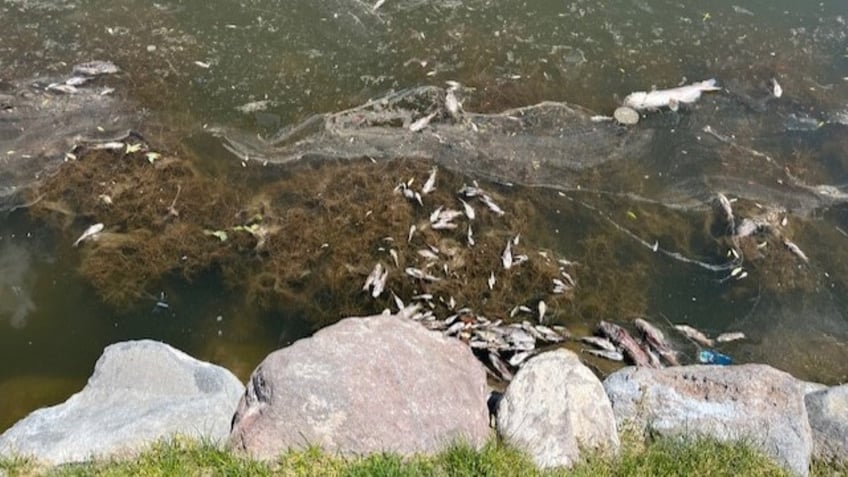 Dozens of dead fish in pond