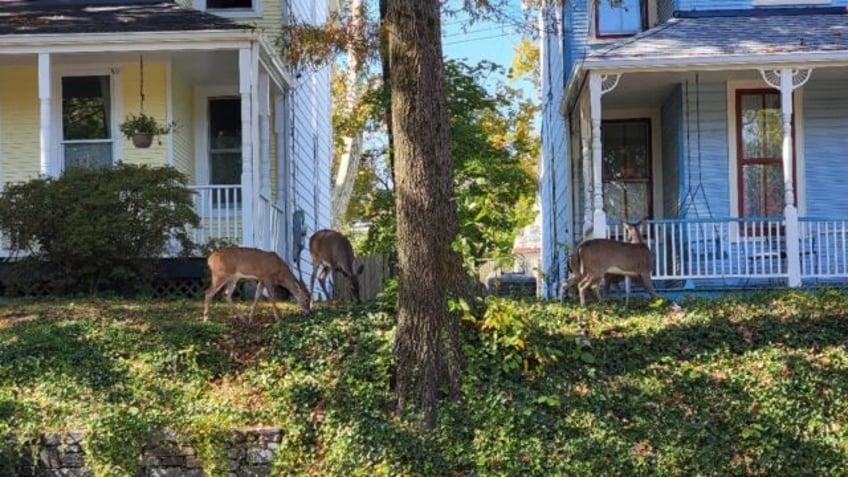 oh deer in us capital bambi is increasingly unwelcome