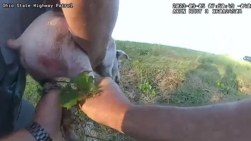 ohio cops rescue piglet on side of highway after suspected fall from transport