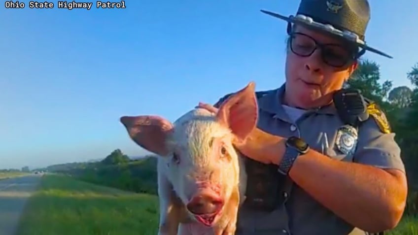 ohio cops rescue piglet on side of highway after suspected fall from transport