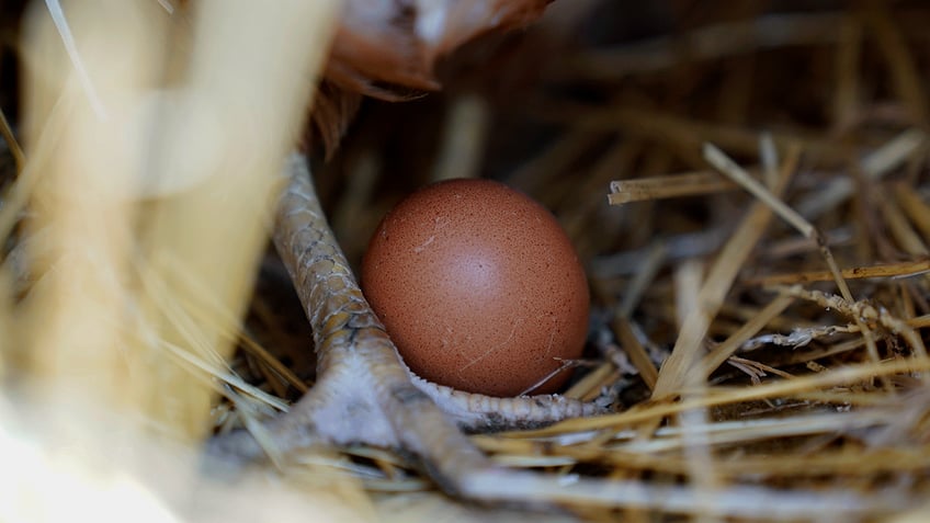 ohio egg farm culls more than 13 million chickens amid resurgence of bird flu