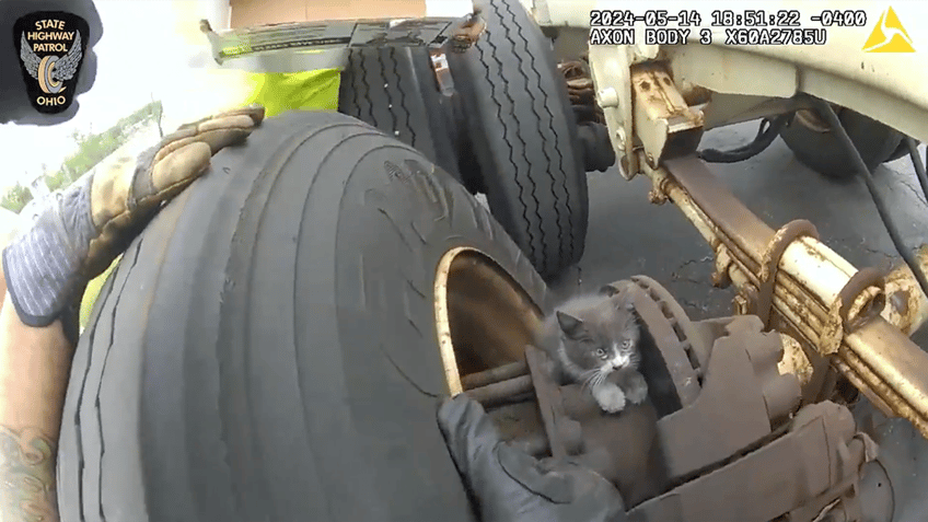 Kitten in wheel well