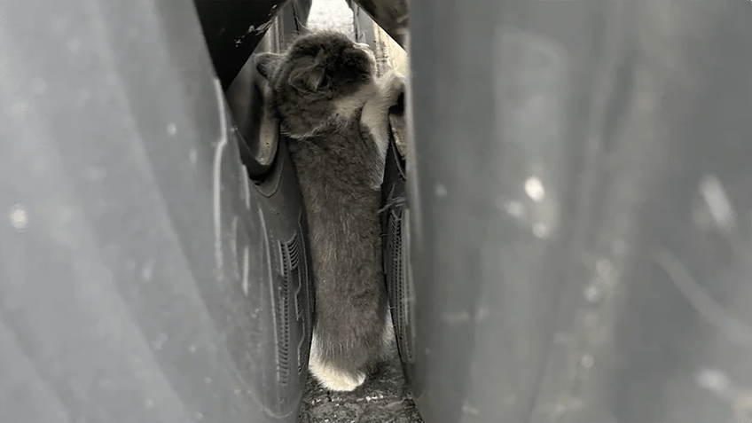 kitten stuck in tires