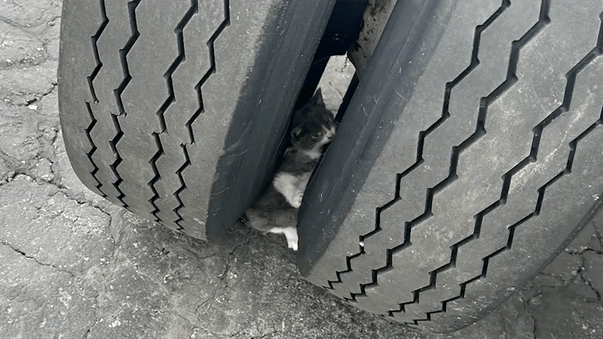Kitten stuck in a wheel of a semi-truck