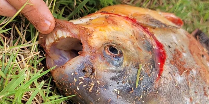 oklahoma boy catches exotic fish in neighborhood pond human like teeth