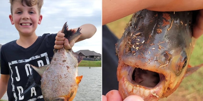 oklahoma boy catches exotic fish in neighborhood pond human like teeth