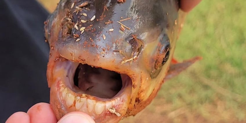 oklahoma boy catches exotic fish in neighborhood pond human like teeth