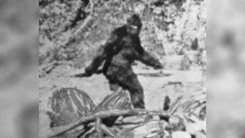 Alleged Photo of Bigfoot