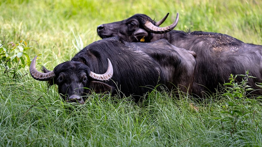 File photo of water buffalo