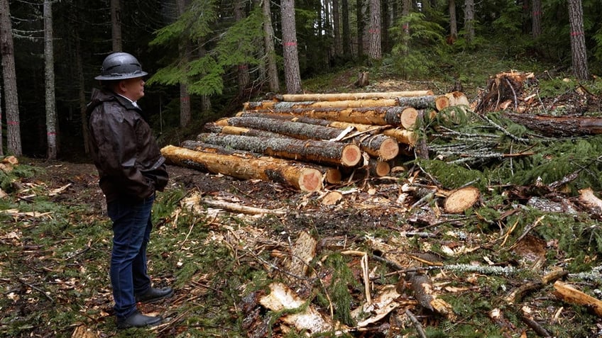 Tyler Freres stands near felled trees in forest