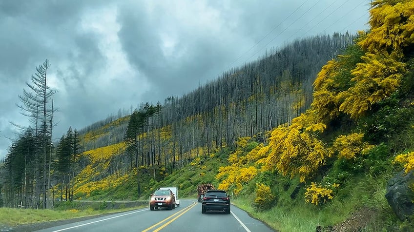 Burnt and dead trees on a hillside covered with scotchbroom next to a highway