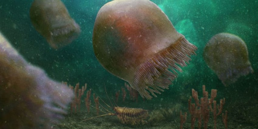 oldest ever jellyfish fossil discovered from over half a billion years ago remarkable lineage