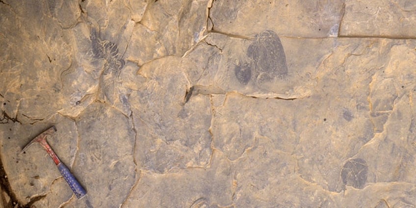 oldest ever jellyfish fossil discovered from over half a billion years ago remarkable lineage