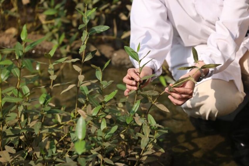 oman revives co2 busting mangroves as climate threat lurks