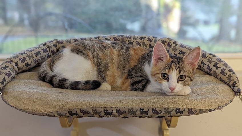 Adorable torbie resting on a cat platform by a window.