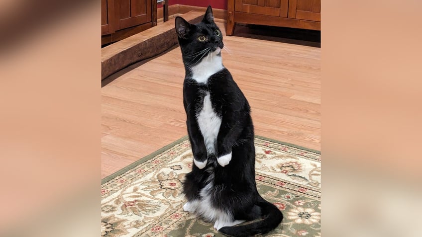 Tuxedo cat looking perturbed at the camera.