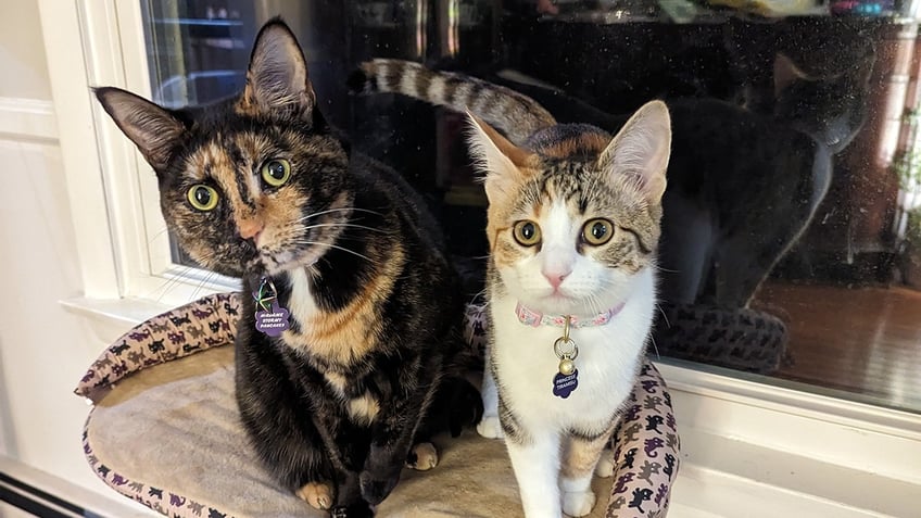 A tortie cat and a torbie cat staring at the camera.