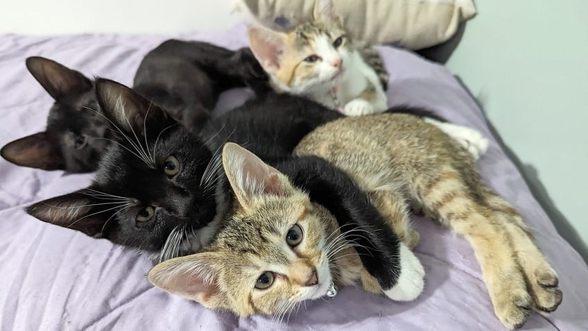 A pile of four kittens, including one that's a calico and one that has stripes.