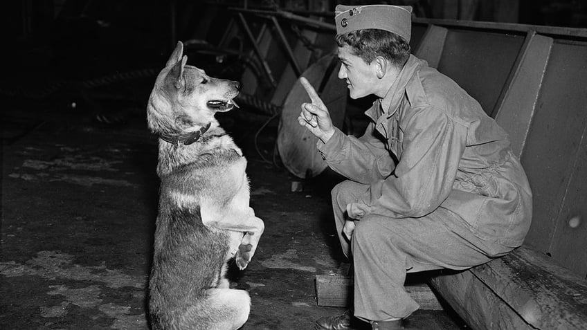 World War II army dog