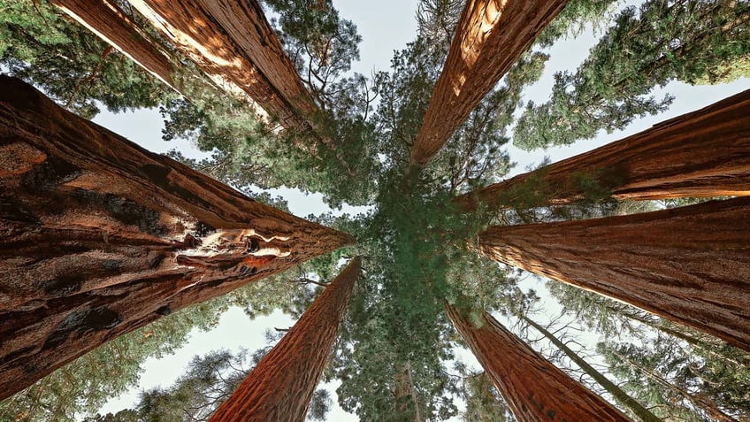 on this day in history september 25 1890 congress establishes sequoia national park in california