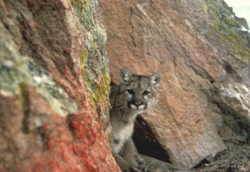 A mountain lion, also known as a cougar, is seen in the western region of the United State