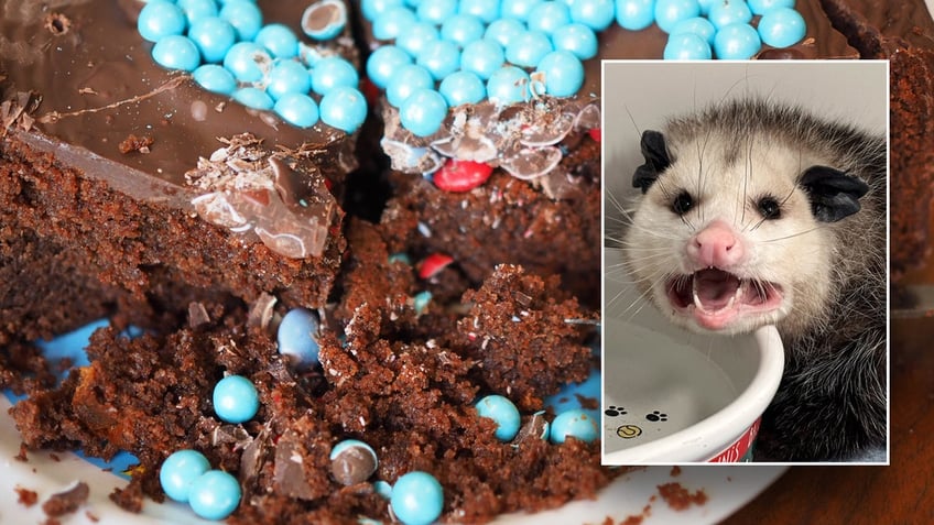 Picture of a chocolate cake with a ganache frosting with an inset of an opossum looking agitated.